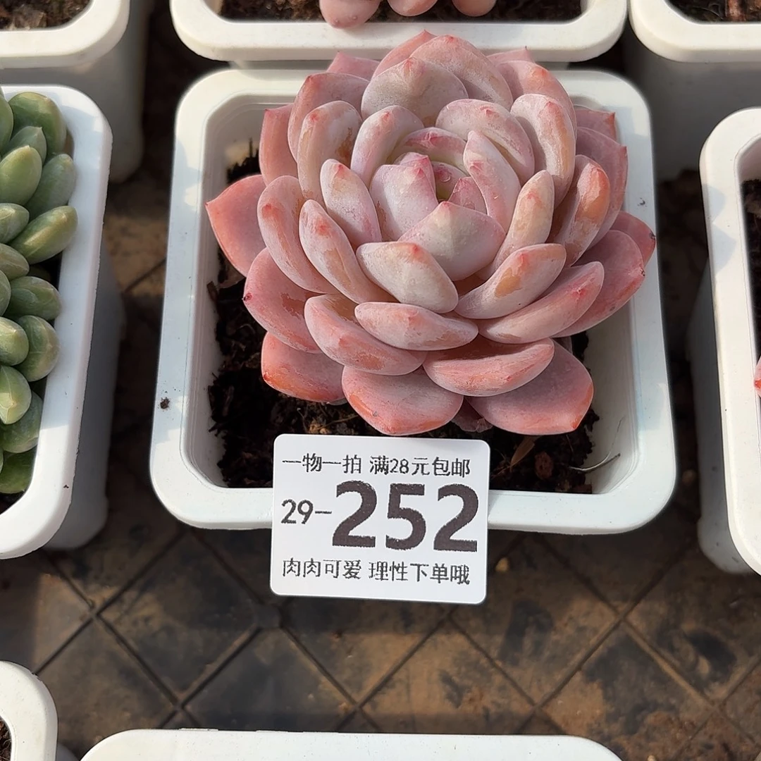 橙梦露无盆土发货无
