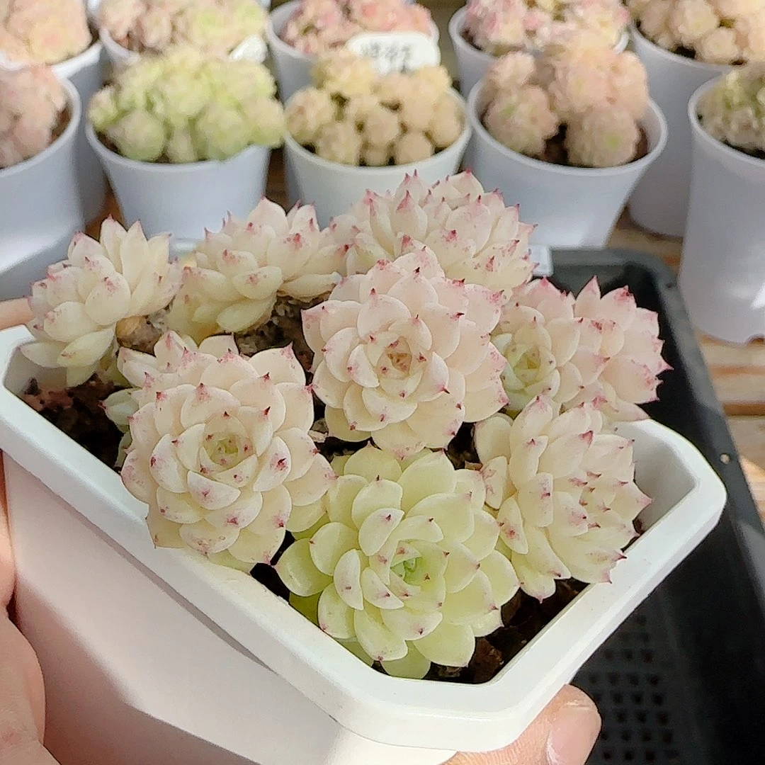 平***遂0104-105（优选麦杆）