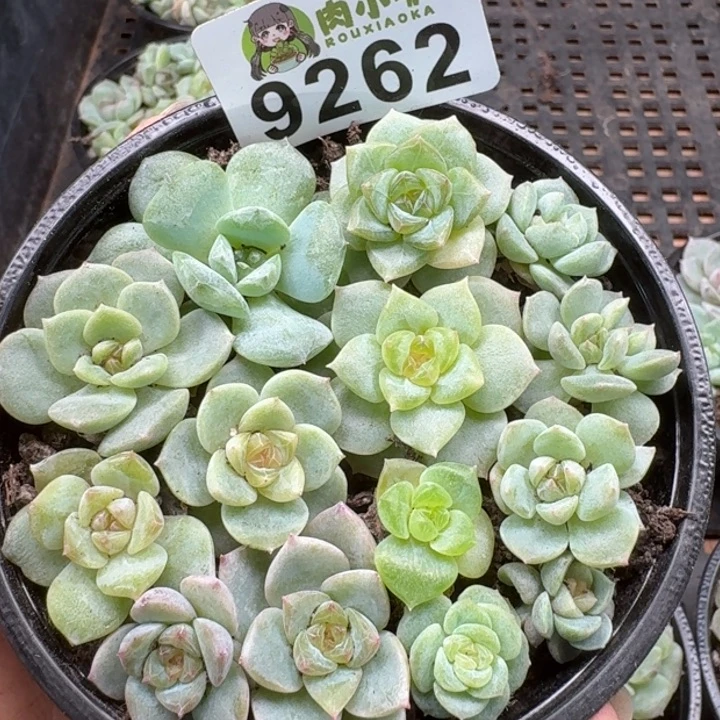 当前无花朵，栽培后可花朵多肉植物多肉植物