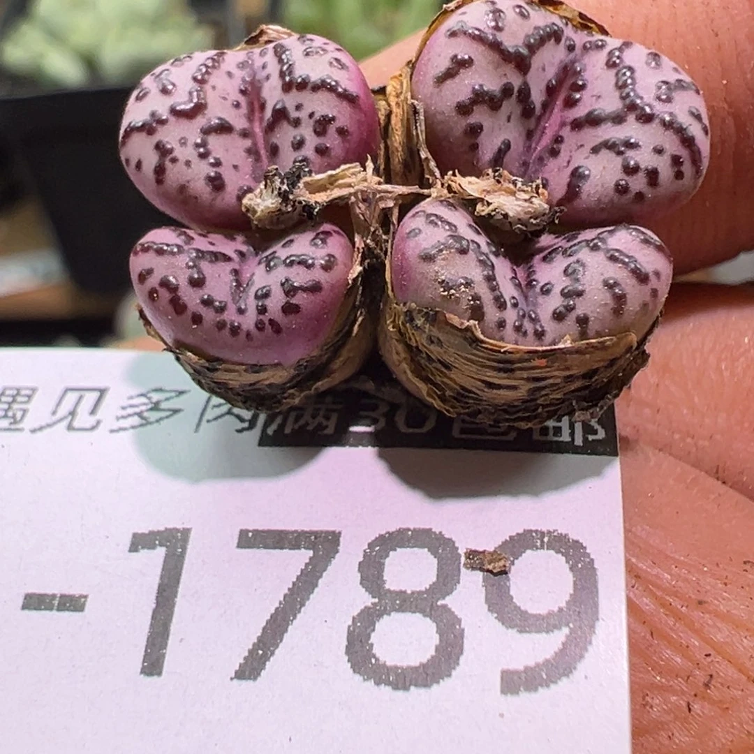 酷***粒多肉植物11111111111
