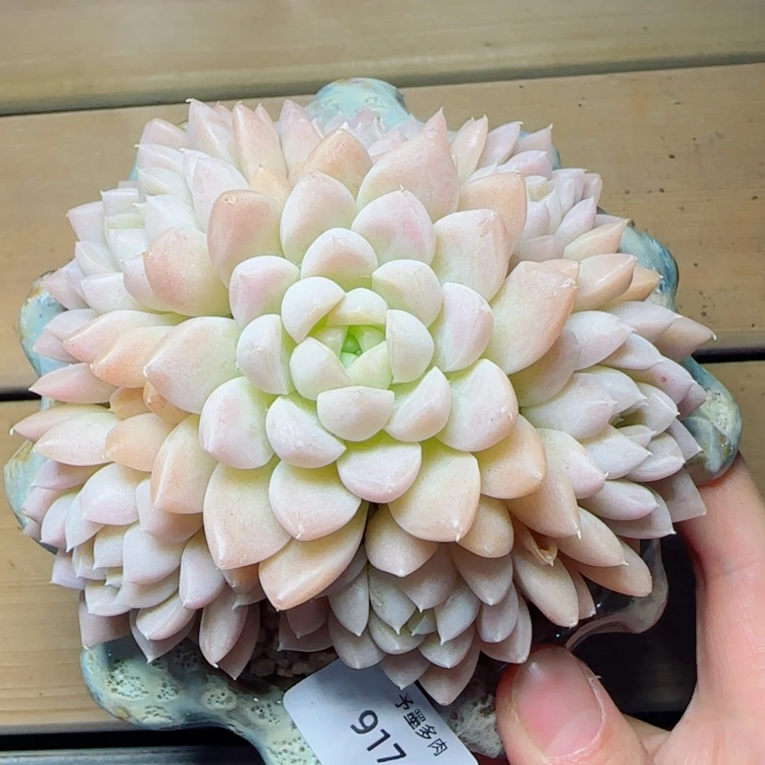 月影手捧，9174多肉植物