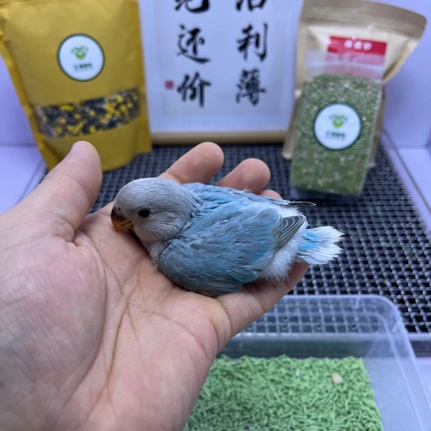 牡丹鹦鹉-精品松石边闪母X7658