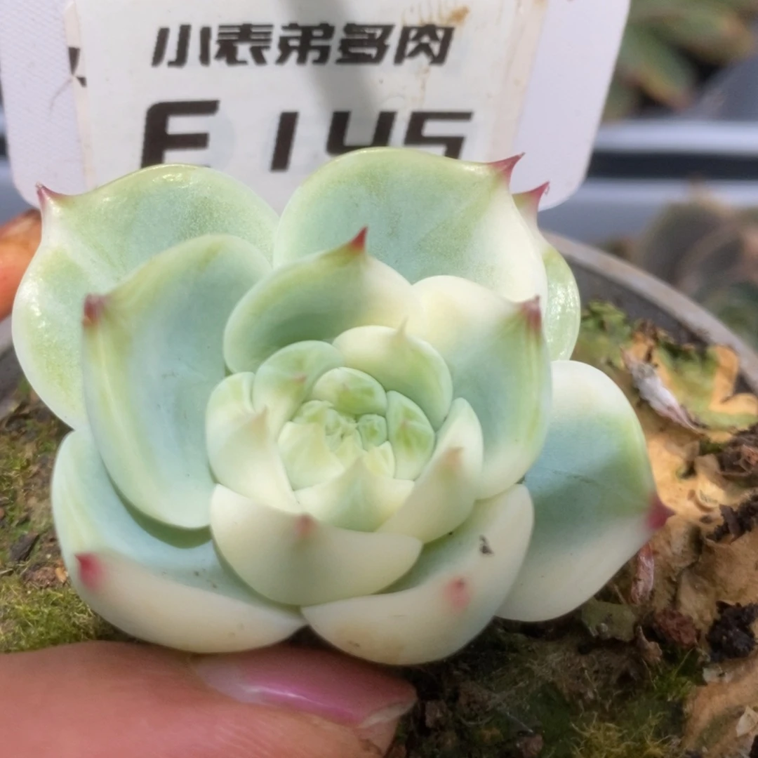 145段肥圆哈哈哈哈哈哈