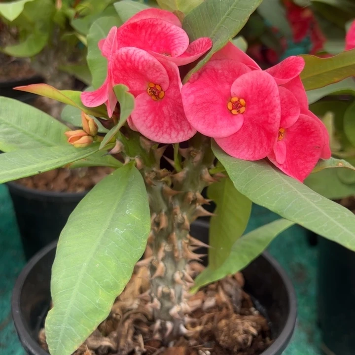 泰品扦插一物一拍