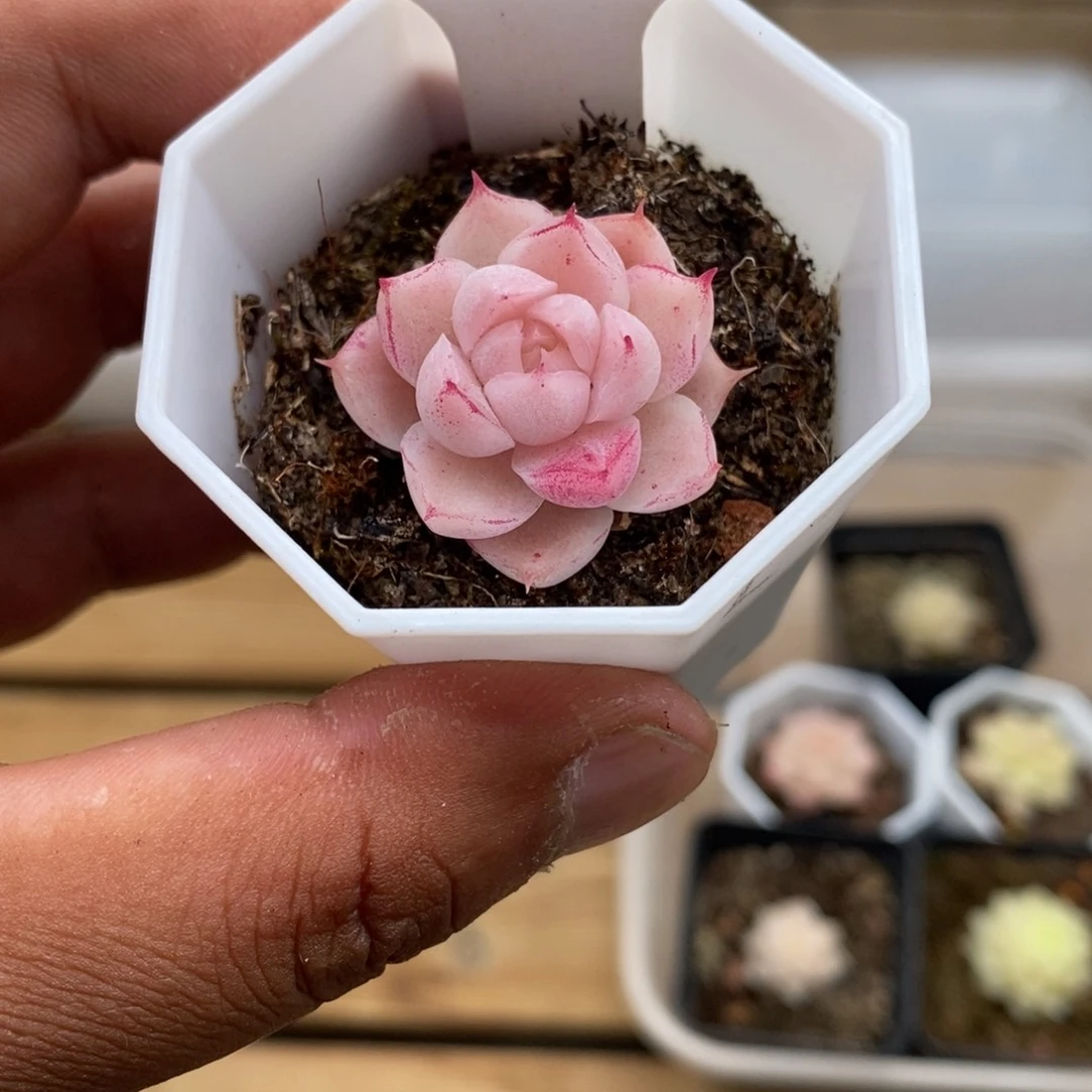 常*0099麦秆3.0厘米