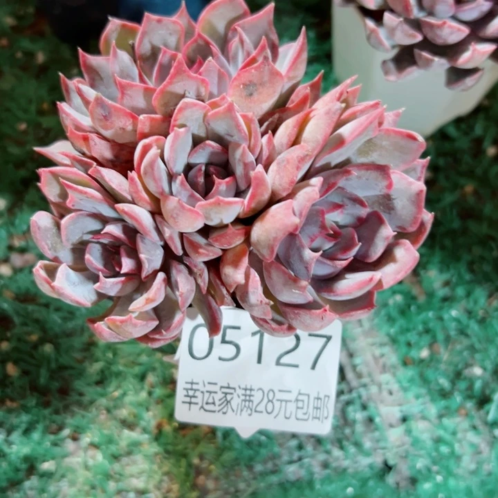 幸运的是我还没遇到你