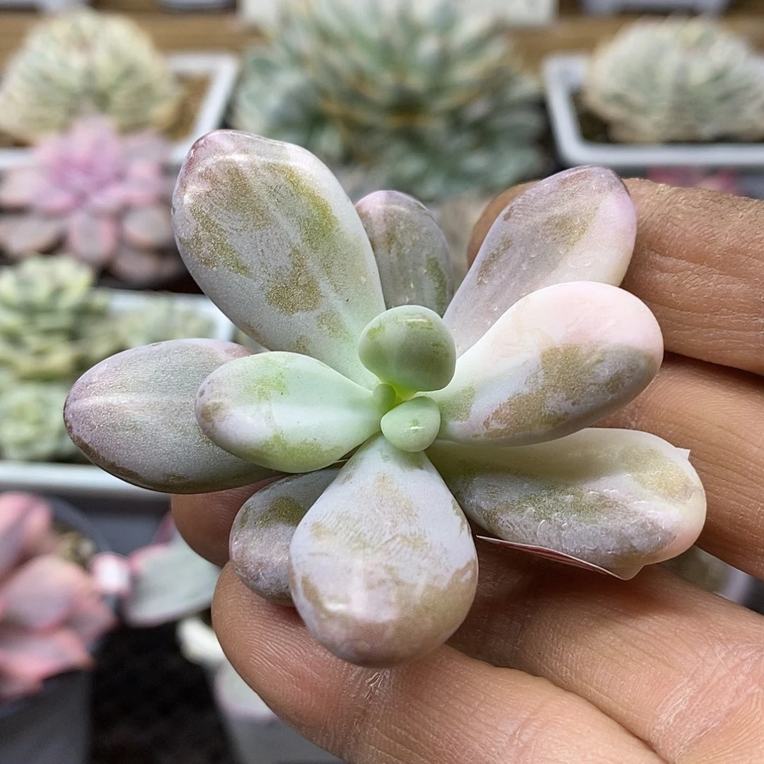 0922 桃蛋拉丝彩锦头盖 需延时发货
