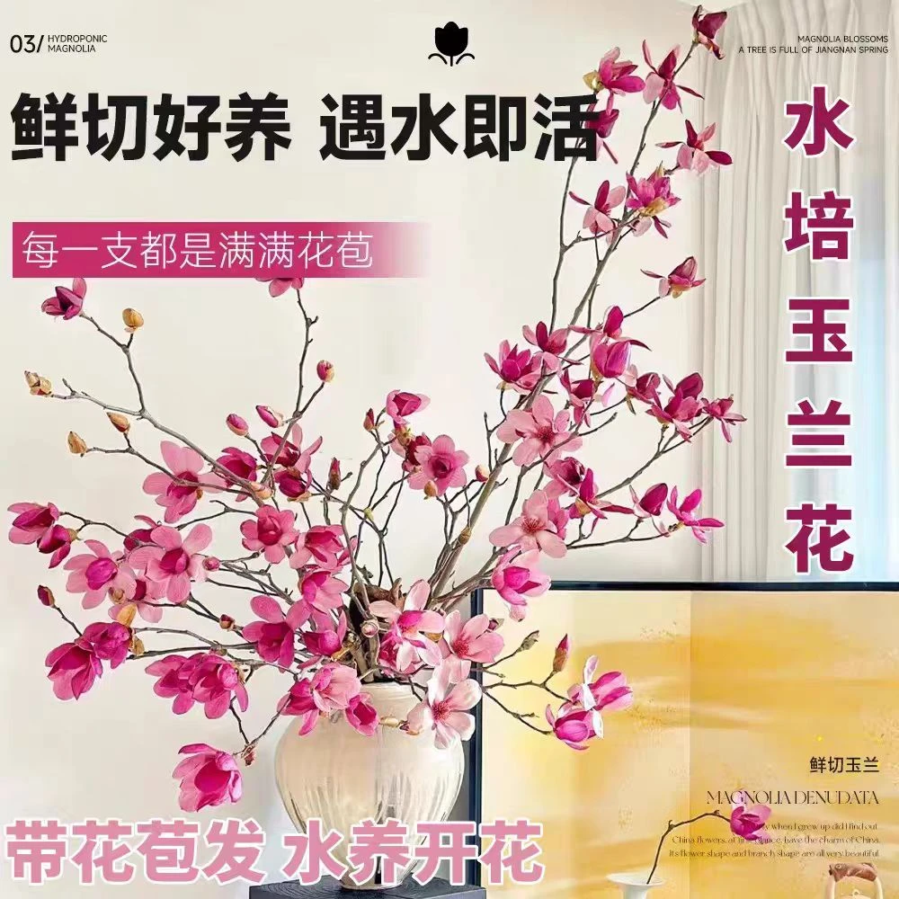 玉兰花鲜切花带花苞发货水培植物水养年宵花
