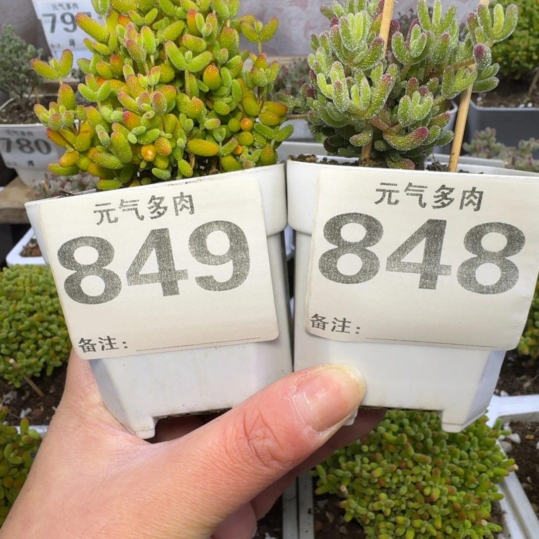 枝干枝干枝干枝干