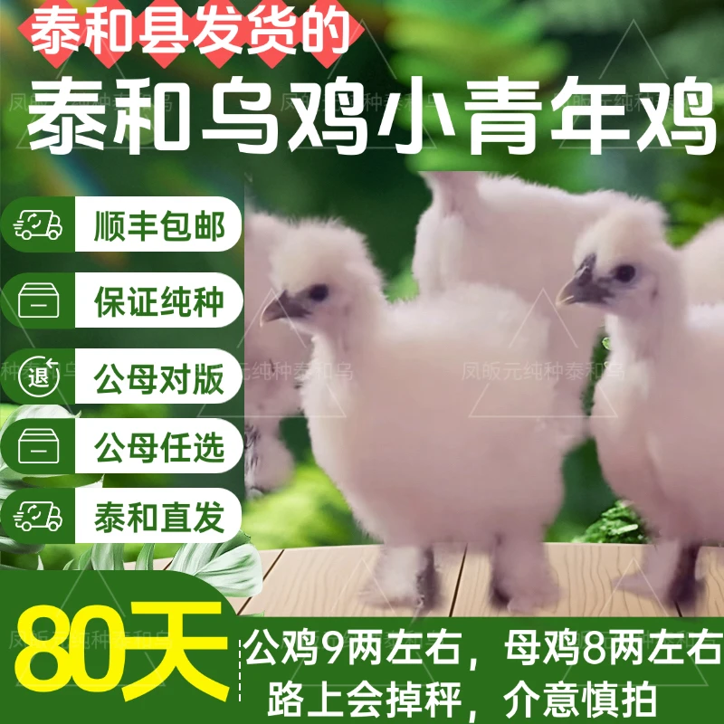 5只 泰和乌鸡小青年鸡 顺丰包邮包路损 泰和发货
