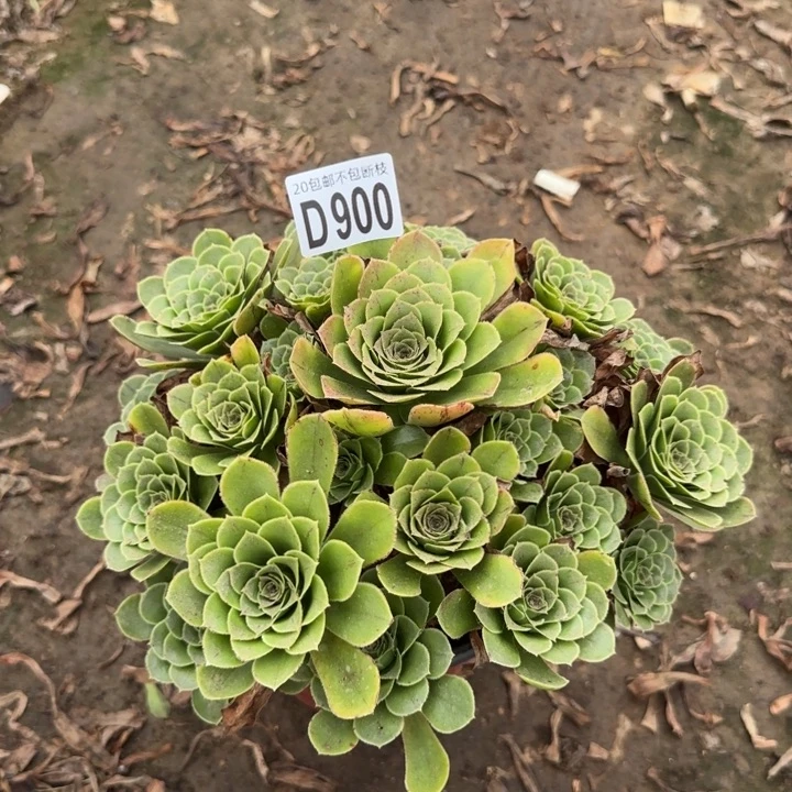 魅灵玫瑰……多肉植物……