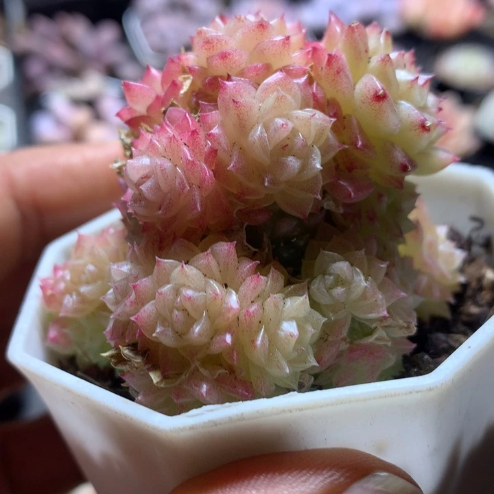 优选麦秆一物一拍