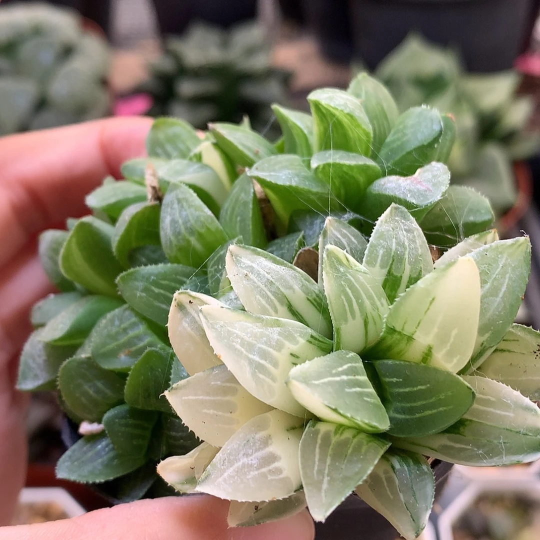 姬寿锦带盆土发货