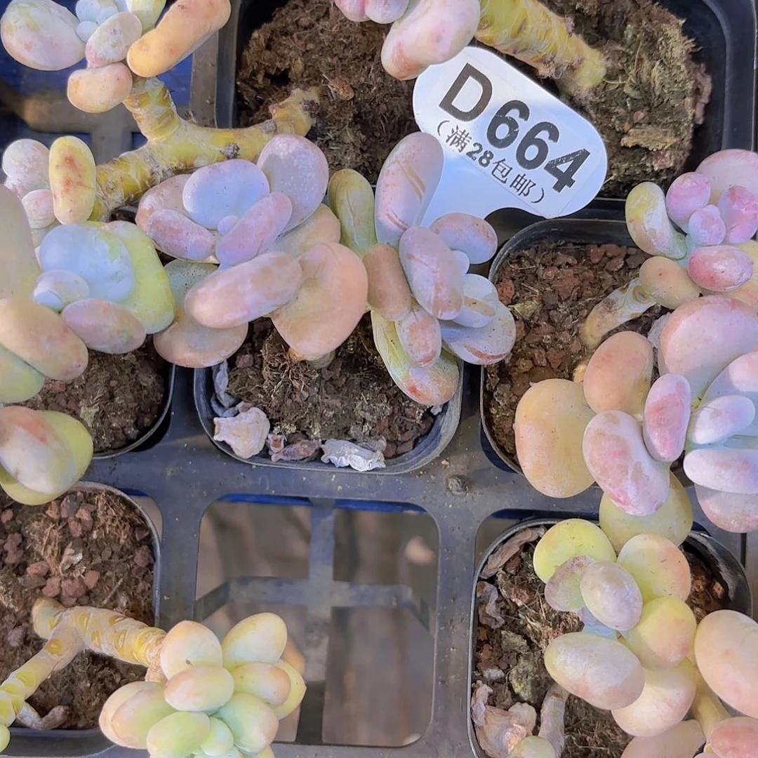 日****圆D664油煎一物一拍