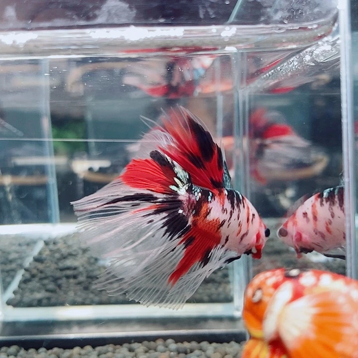 斗鱼黑203号巨斗半月