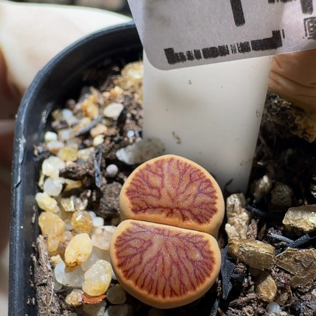 zzzz生石花肉锥146