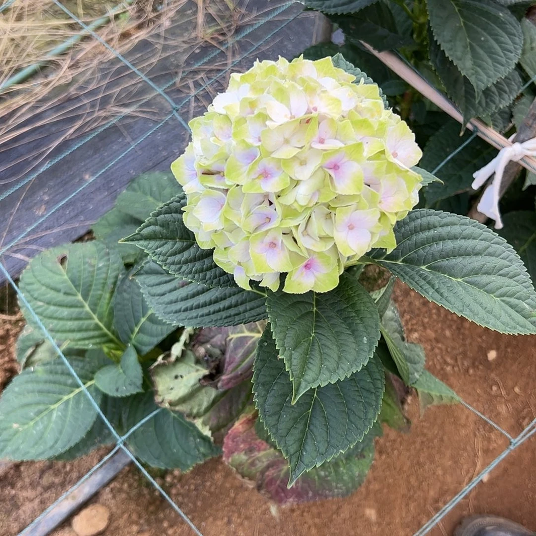 完全开放A119 绣球两单包邮～