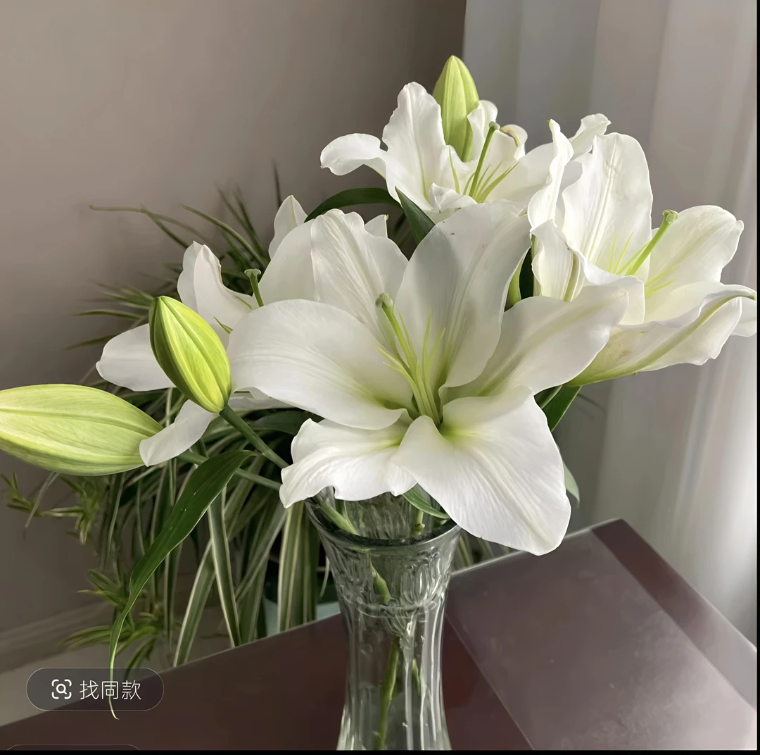 《甲骨文》纯白色百合花  纯洁高雅  （产地直发）顺丰包邮