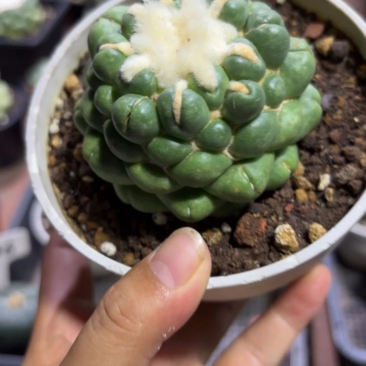9945有根无刺象牙好养