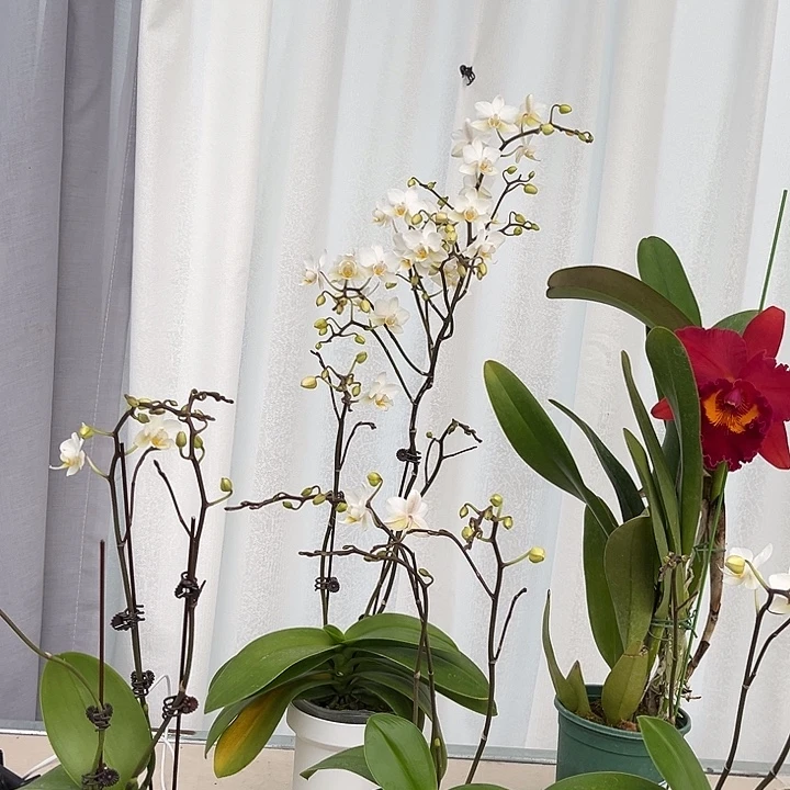 大部分花苞少量开放拇指姑娘