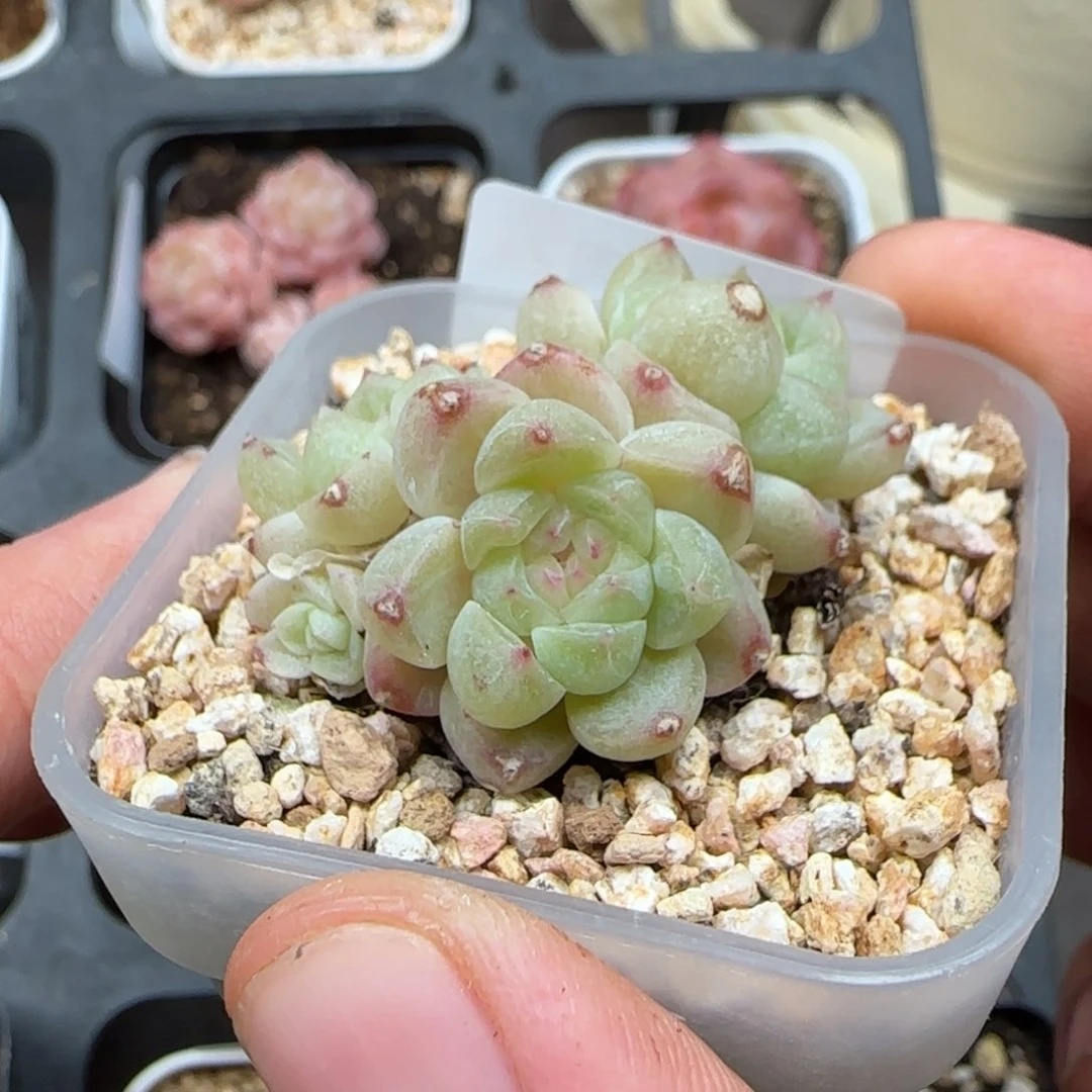 一物一拍财富密码7