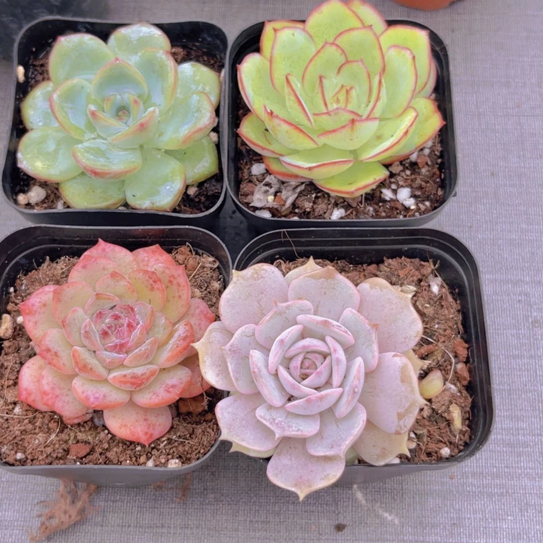 泡芙。牡丹亭。粉恋。露娜莲