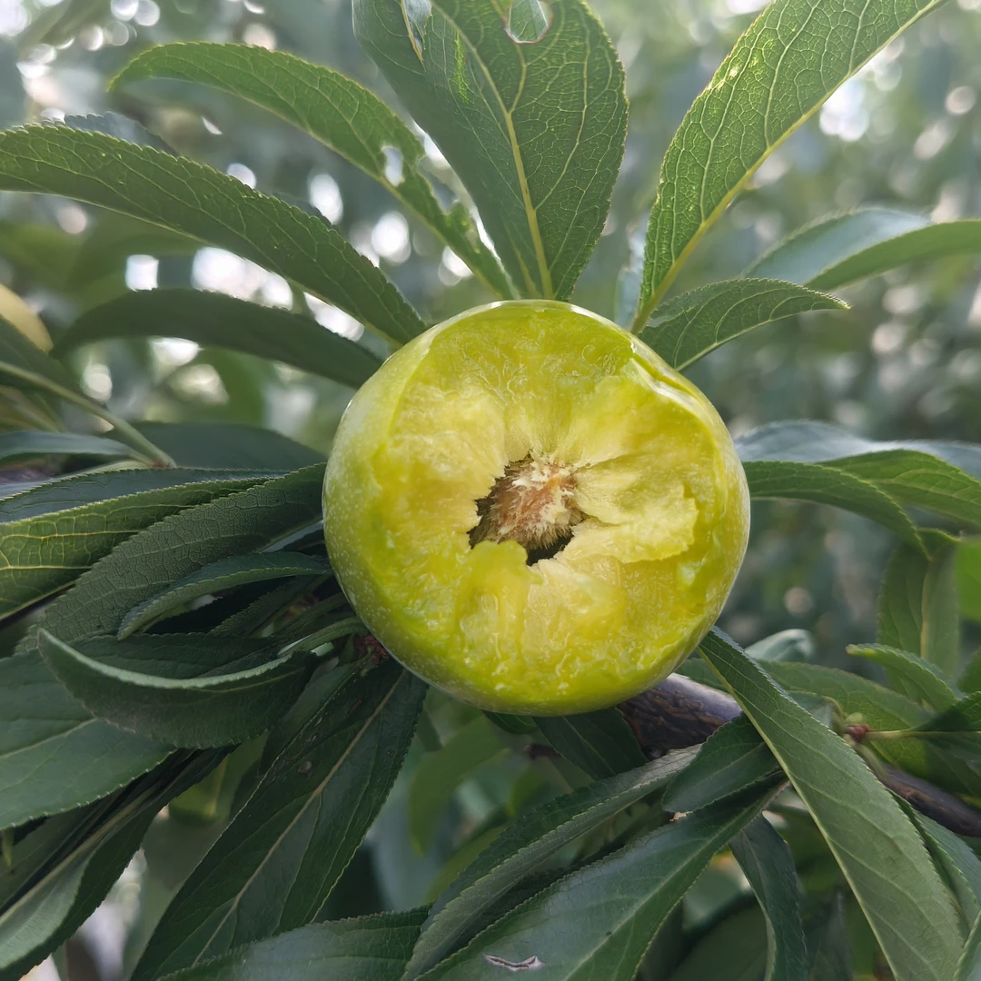 顺丰包邮新鲜应季脱骨巫山青脆李现摘现发酸甜多汁软脆两吃