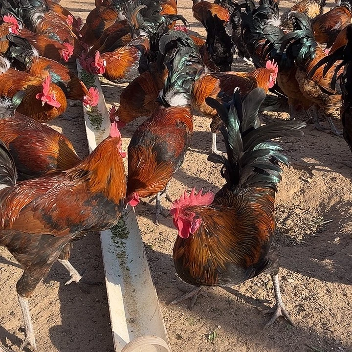 冰箱冷冻30天内食用中国大陆包装