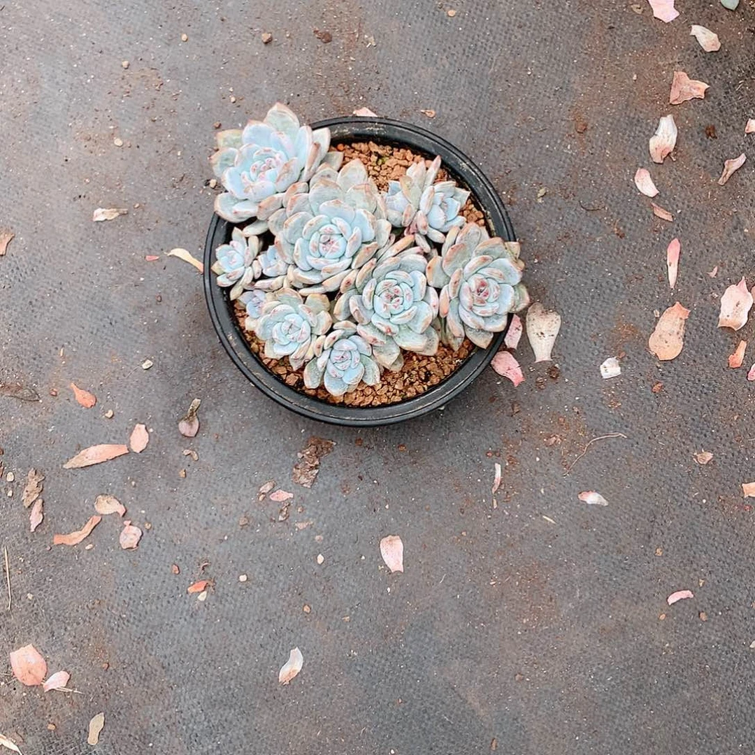 多肉植物的生长发育与