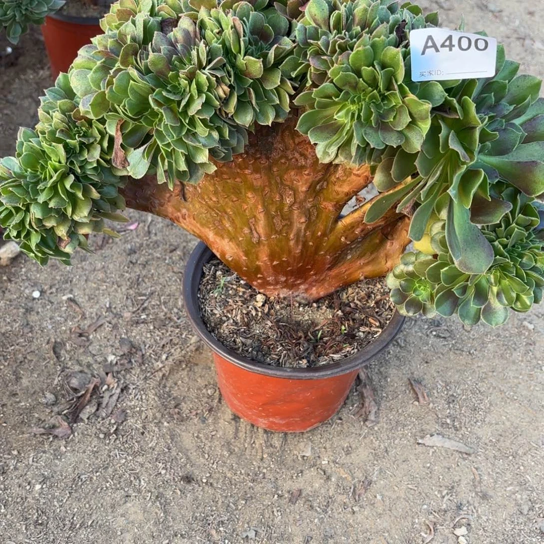 玫瑰缀断枝不包400