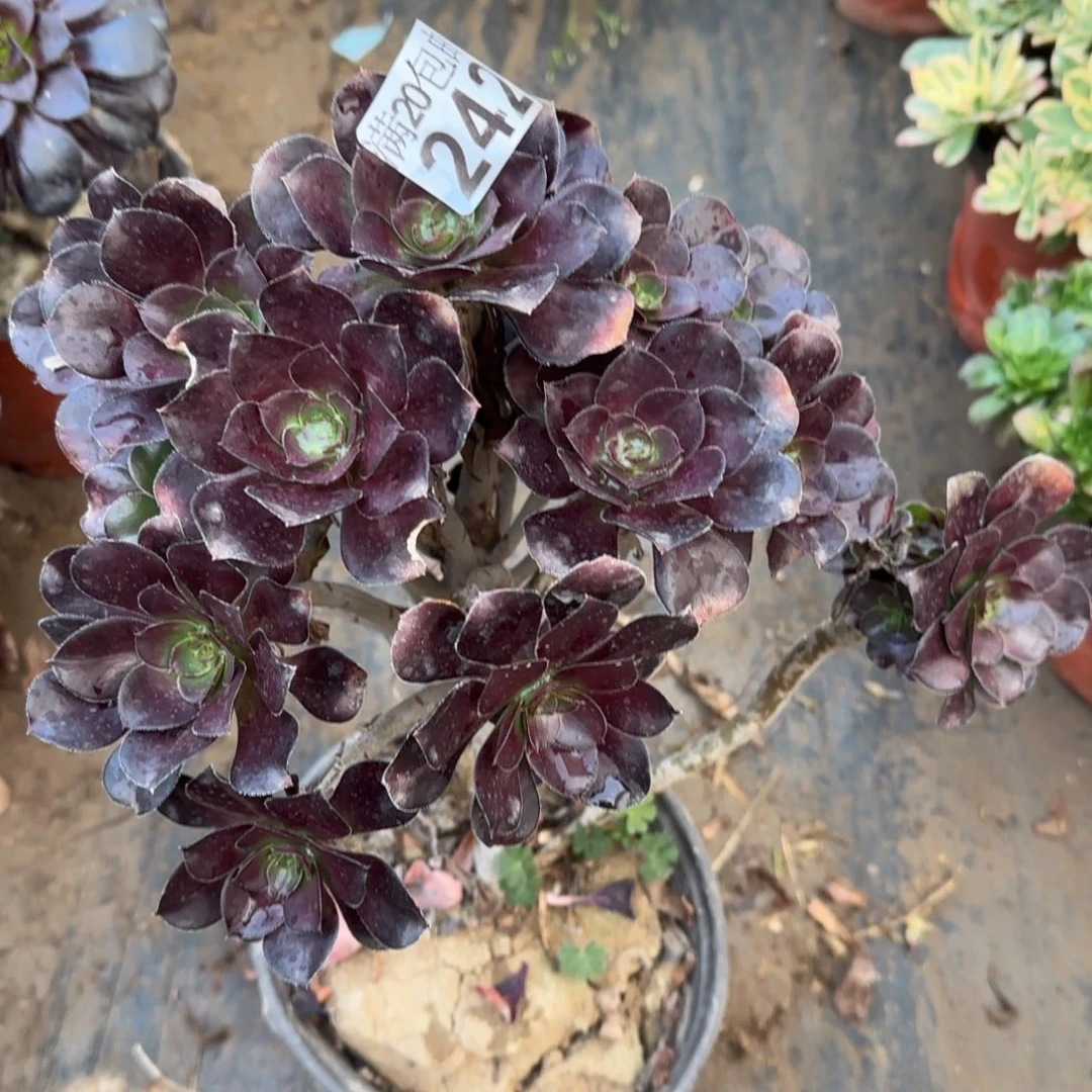 黑圆叶242满20包邮断枝不包