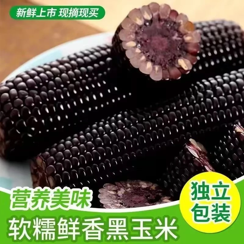 【整箱10根】25年头茬东北小黑糯玉米软糯香甜净重4-4.5斤(试吃2根)