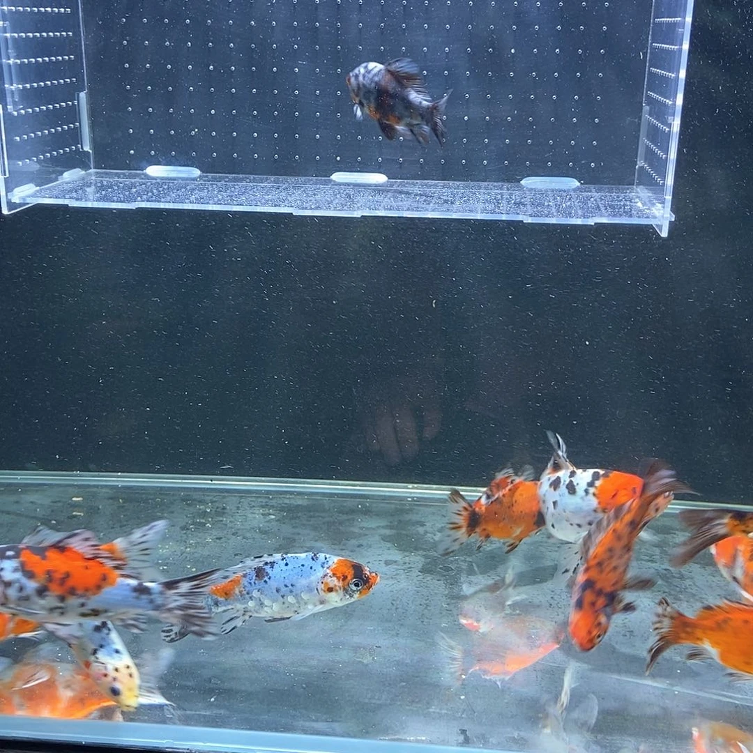 浩**海短尾草金。 顺丰包邮