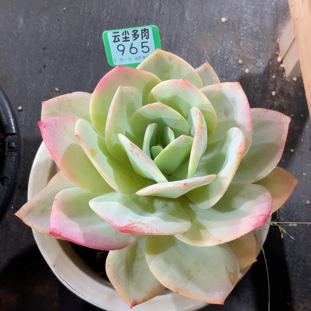 3***8云尘多肉一物一拍965