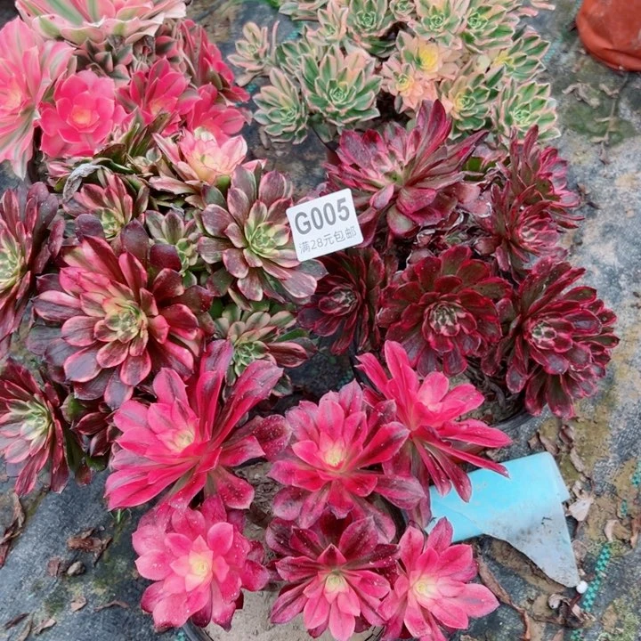 05号5颗多肉植物的