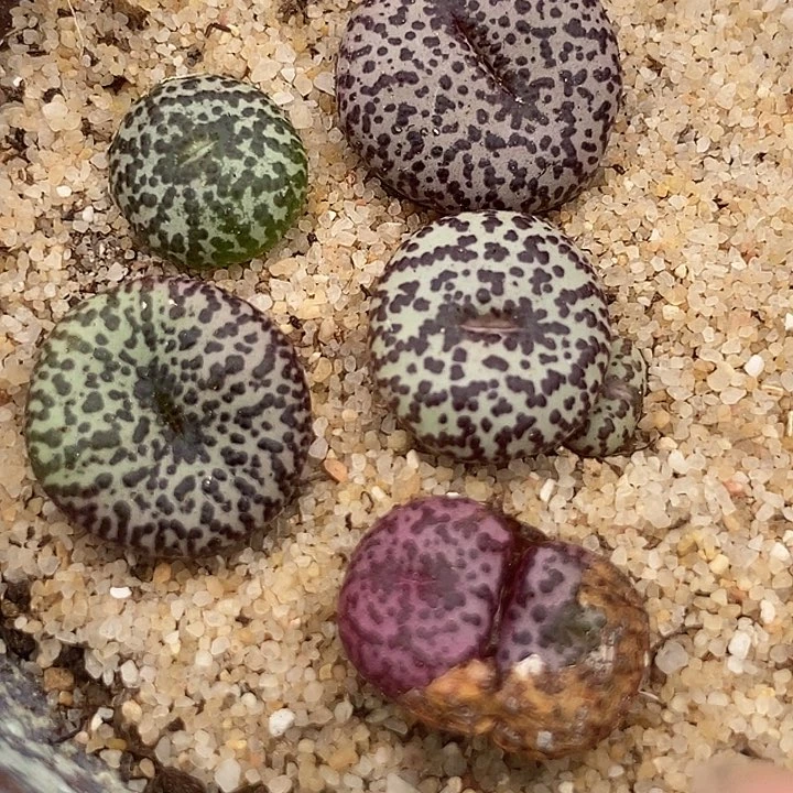 20547大黑点安贞一颗