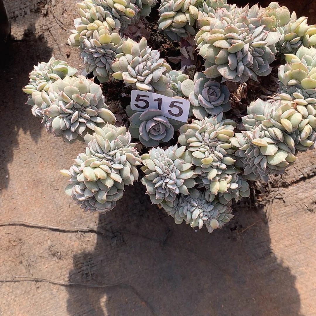 515 一物一拍多肉