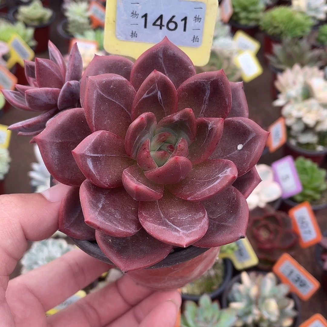 l***11461号多肉植物盆栽