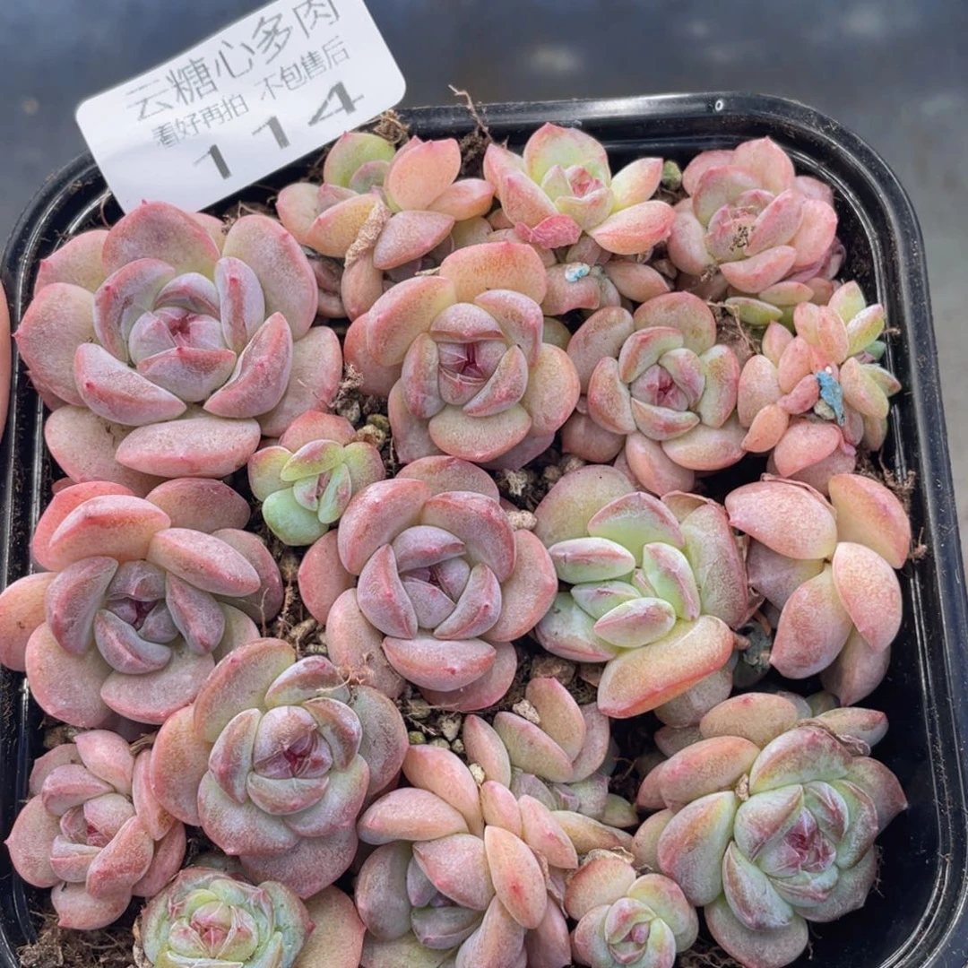 云糖心多肉植物114