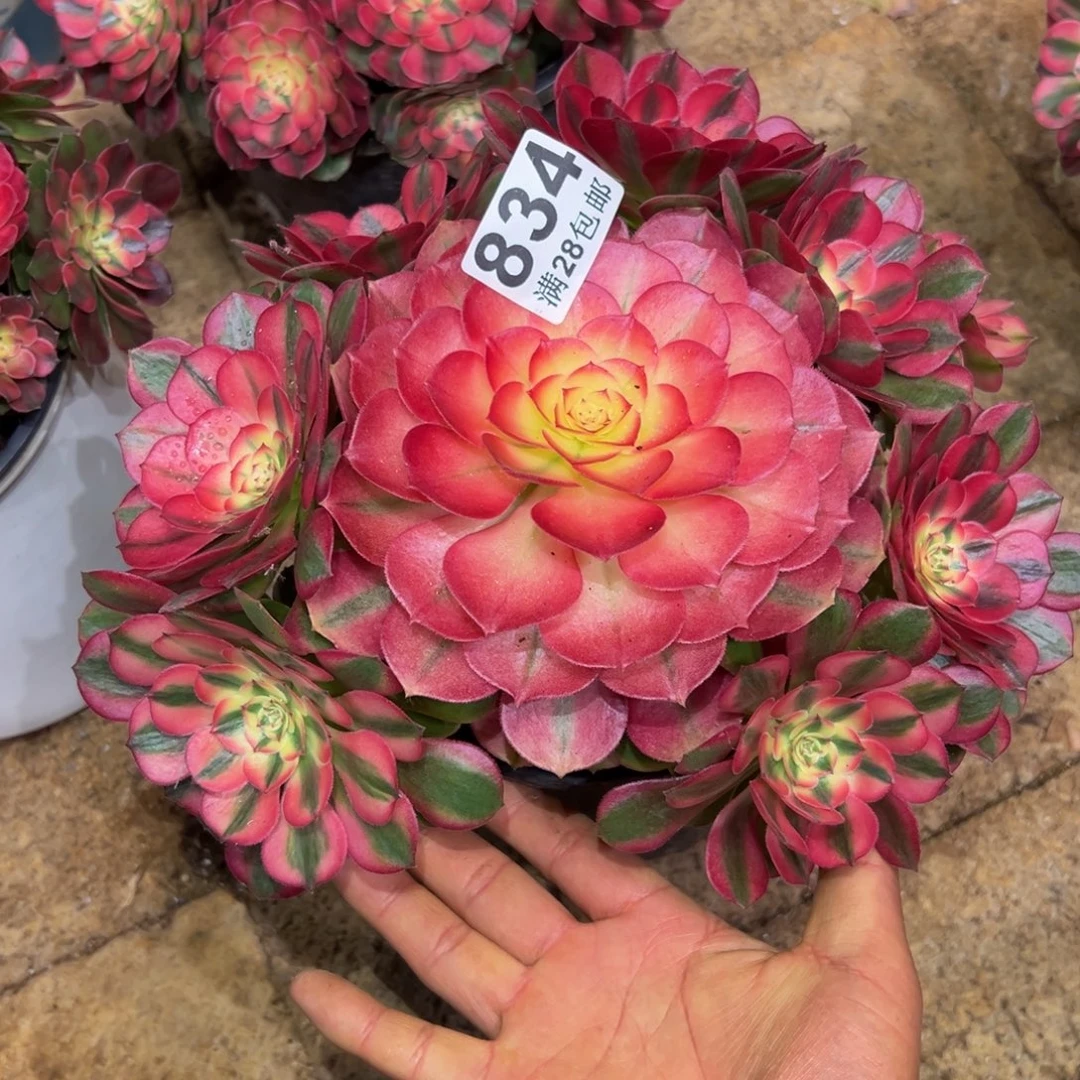 仗***涯多肉植物834多肉植物