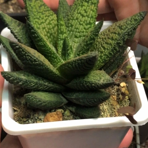 大理石女王母本带盆发货哈哈哈哈