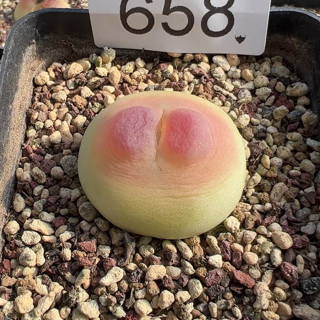 牛牛专拍。 母本拉登脱土发。 658