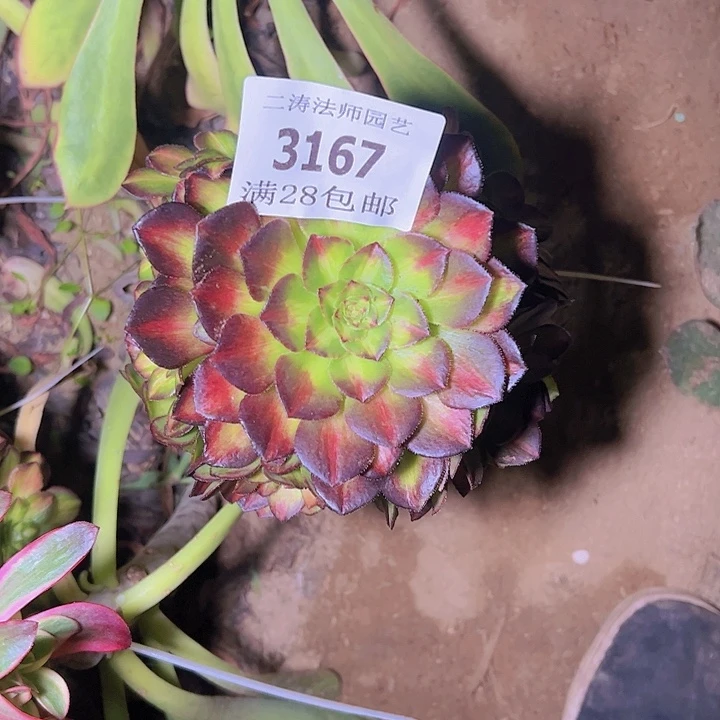 随****安3167嫁接海王七彩多肉掉头不包