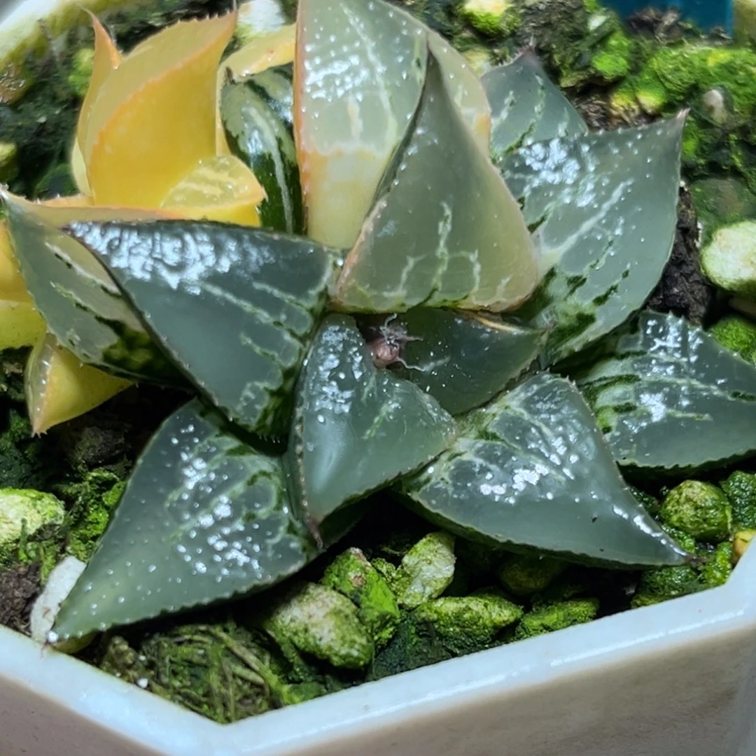 恭喜发财大吉大利0040