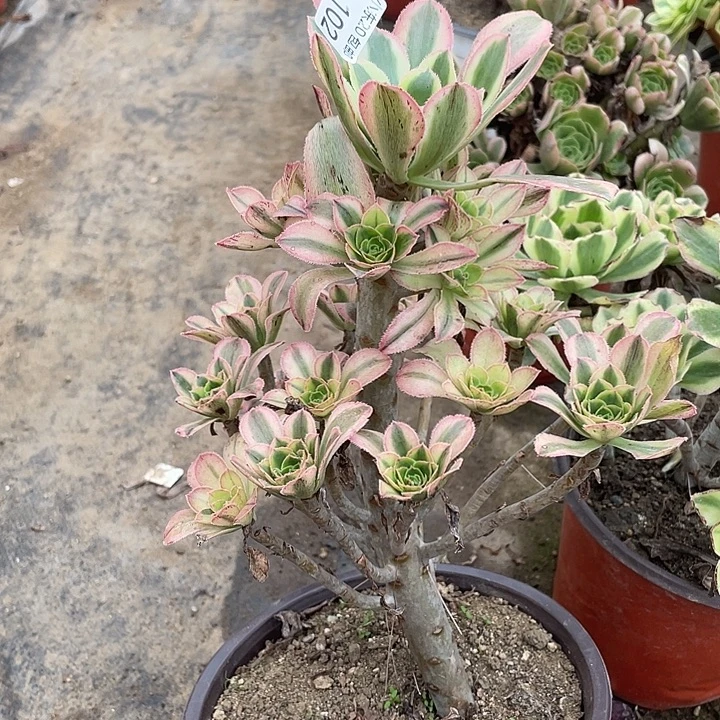 102白兰地多肉植物法师