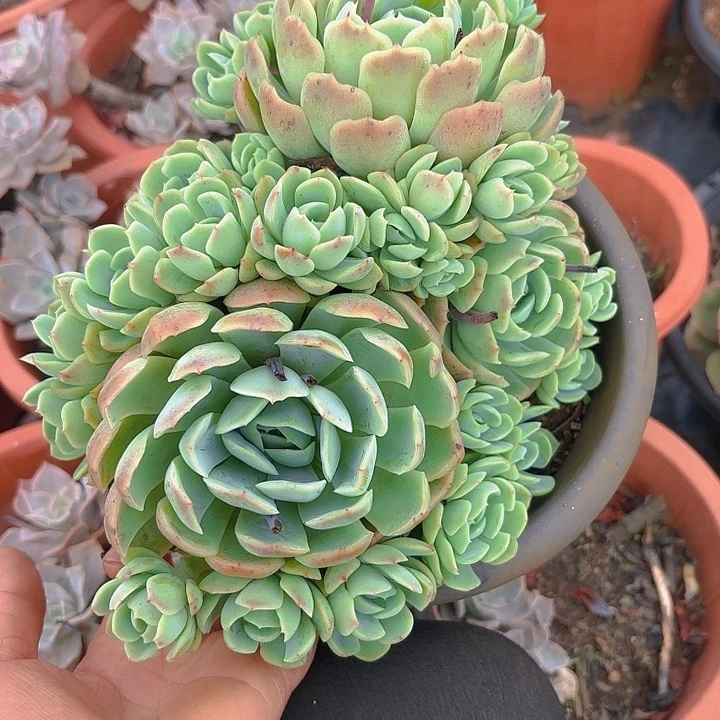 多肉植物。。。??????????