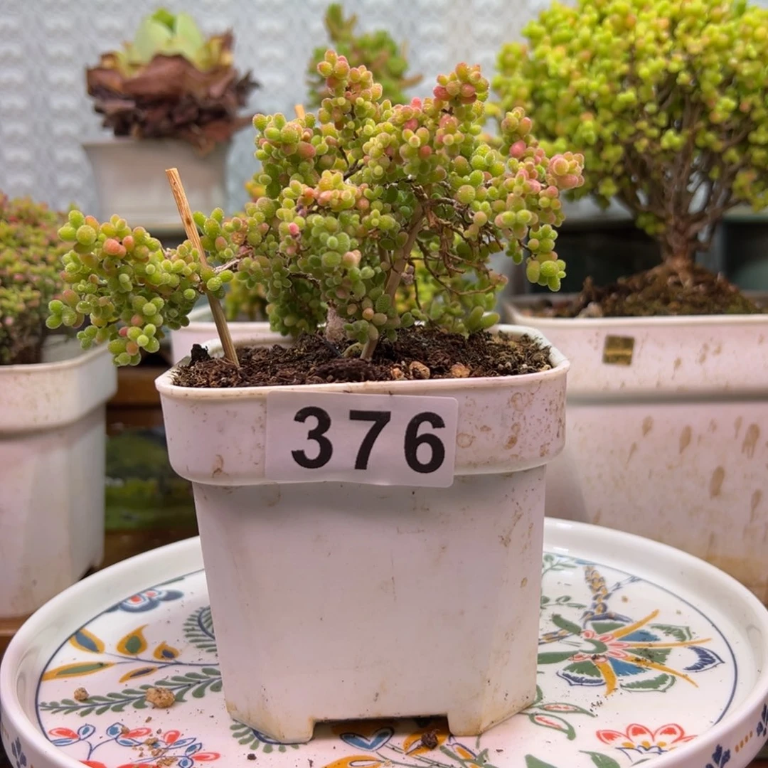 枝干番杏大吉大利376