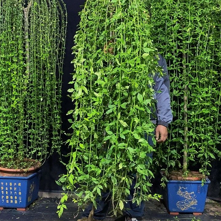 高度180左右，探春花，一物一拍，