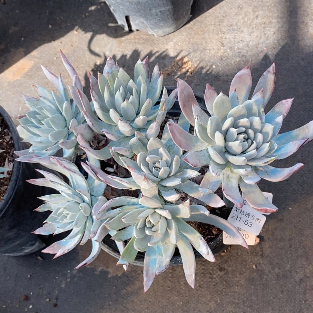 53号法瑞大群漂亮