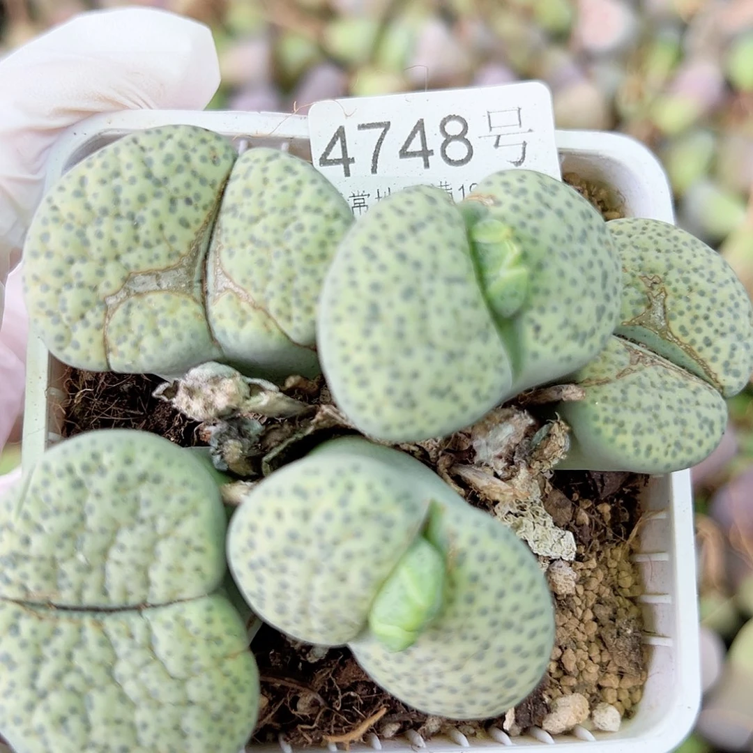 4748 好养易活生石花大母本